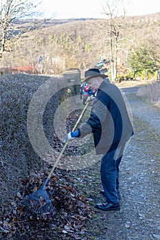 Old man raking fallen leaves in the garden, senior man gardening