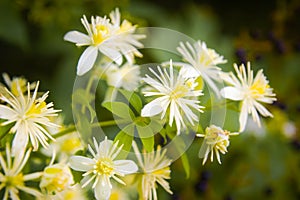 Old Man's Beard, Clematis Vitalba