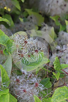 Old Man`s Beard Clematis vitalba outdoors