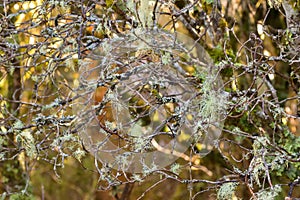Old man`s beard fruticose lichen, Usnea, tree moss hanging on br