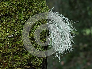 Old Man`s Beard Usnea on tree moss in Etna Park photo