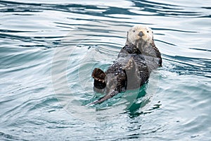 Old Man of the Sea