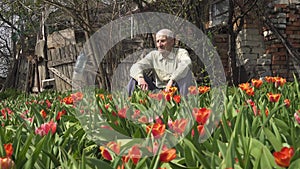 old man sitting at garden near the blooming tulips flowers