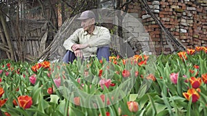old man sitting at garden near the blooming tulips flowers