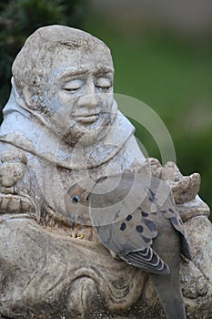 Old Man Statue With a Mourning Dove EatingSeeds From Lap - Zenaida macroura