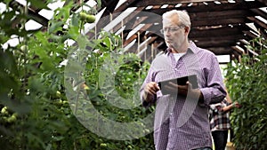 Old man with tablet pc in greenhouse on farm