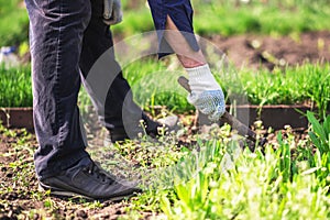 Old man uproots hoe weeds in his garden