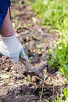 Old man uproots hoe weeds in his garden