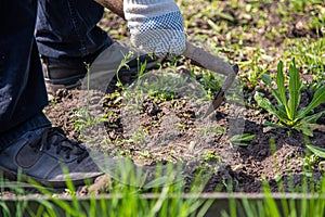 Old man uproots hoe weeds in his garden