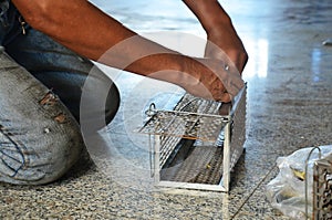 Old man use Mackerel fish for rat trap thai style