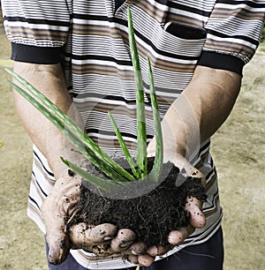 Old man use two hand holding green fresh plant aloe vera tree on black soil prepare for plant. dirty gardener job moving tree in b