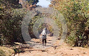 Old man walking on a bad road on Madagascar