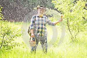 Old man walking. Grandpa Pensioner. Senior hiking in forest. Summer and hobbies. Grandfather with basket of mushrooms