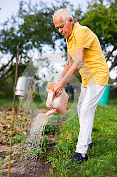 Old man watering strawberry scrubs in garden