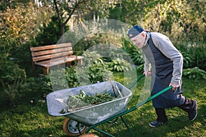 old man is working in the garden. A cheerful old gardener is driving a wheelbarrow with garbage