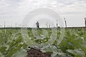 Old man working in small green garden, cultivating onions