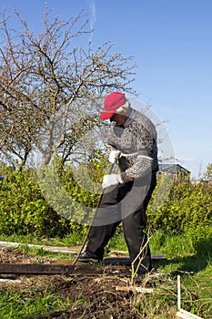 An old man working in a vegetable garden