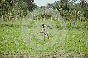 Old man 60 year old use hoe digging land for plantation