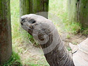 Old Man of the Zoo