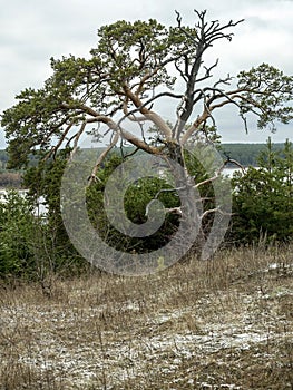 Old mangled pine tree on top of a hill