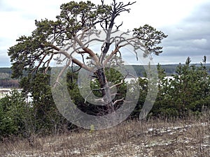 old mangled pine tree on top of a hill