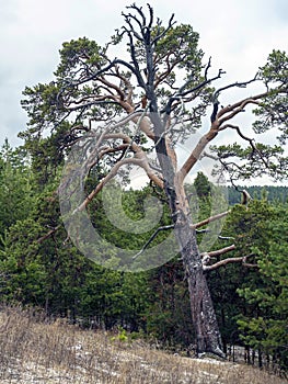 Old mangled pine tree on top of a hill