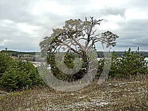 old mangled pine tree on top of a hill