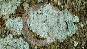 Old mango tree rough skin pattern, natural cracks, creating a textured photo