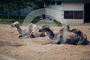 Old mangy camels lying on the sand in an enclosure in the city zoo. Moscow, Russia, July 2020
