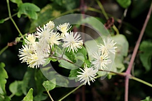 Old mans beard or Clematis vitalba climbing shrub plant with bunch of closed flower buds and open blooming green white flowers