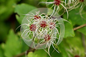 Old mans beard or Clematis vitalba climbing shrub plant with long silky appendages growing on single stem surrounded with light
