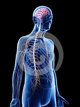 An old mans brain and nerves