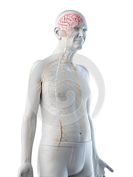 An old mans brain and nerves