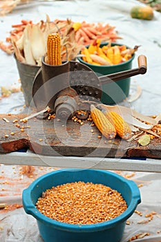 Old manual corn shucker, stripping and shelling of corn cobs