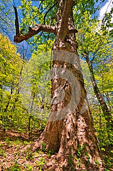 Old maple tree in Bukovec mountains in Slovakia in Poloniny