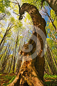 Old maple tree in Bukovec mountains in Slovakia in Poloniny