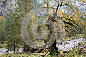 Old maple tree in the high alps