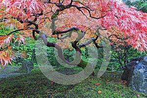 Old Maple Tree at Japanese Garden