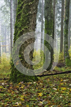 Old maple tree near Zakluky at Polana mountains