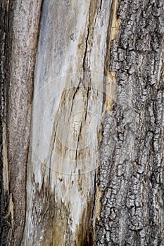 Old maple wood texture closeup
