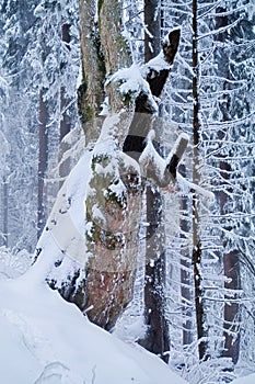 Old mapple tree at Zadna Polana