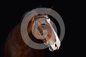 Old mare horse in bridle with handmade browband isolated on black background