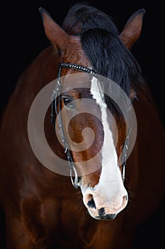 Old mare horse in bridle with handmade browband isolated on black background