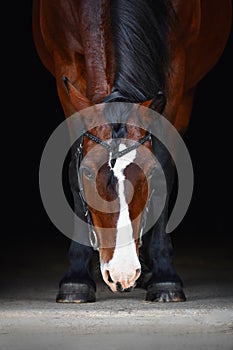 Old mare horse in bridle with handmade browband isolated on black background