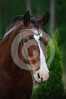 Old mare horse in bridle in summer on forest background