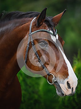 Old mare horse in bridle in summer on forest background