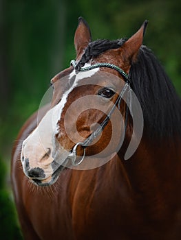 Old mare horse in bridle in summer on forest background