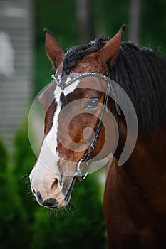 Old mare horse in bridle in summer on forest background