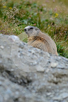 Old marmot in the rock e grass photo