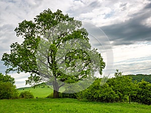 Old massive oak treeQuercus robur in spring, on the edge of a meadow